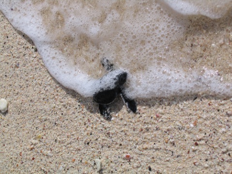 Baby  Turtles Pictures on Baby Sea Turtle Season In Galapagos   Baltra Galapagos   Zimbio