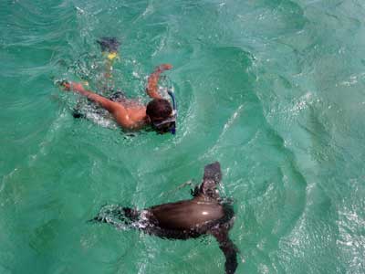Snorkeling with sea Lions