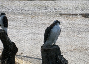 Rescued Falcons at the Hacienda Nazca Oasis